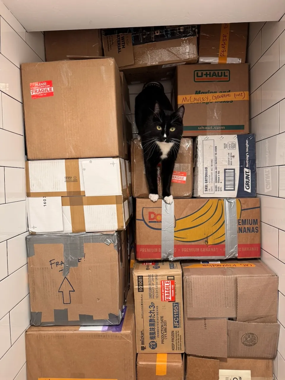 Momo explores the shower